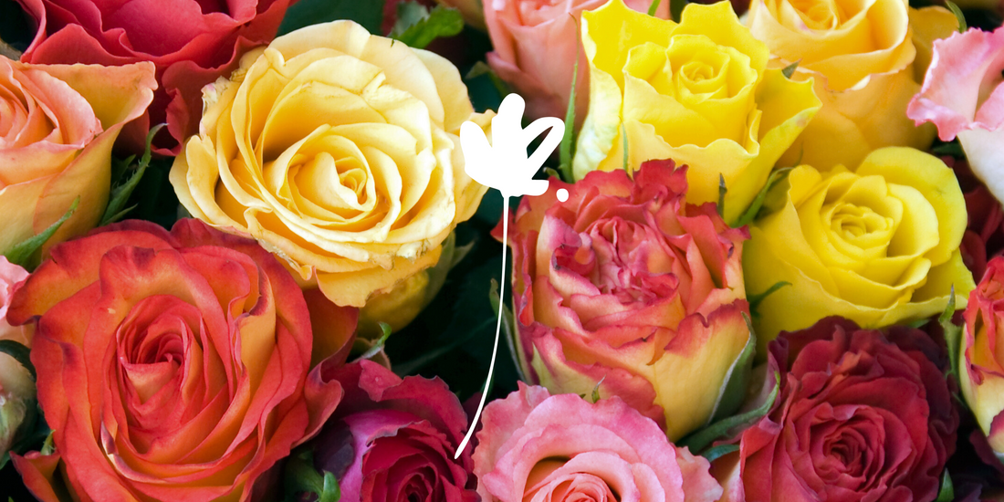 El lenguaje secreto de las rosas: lo que cada color transmite